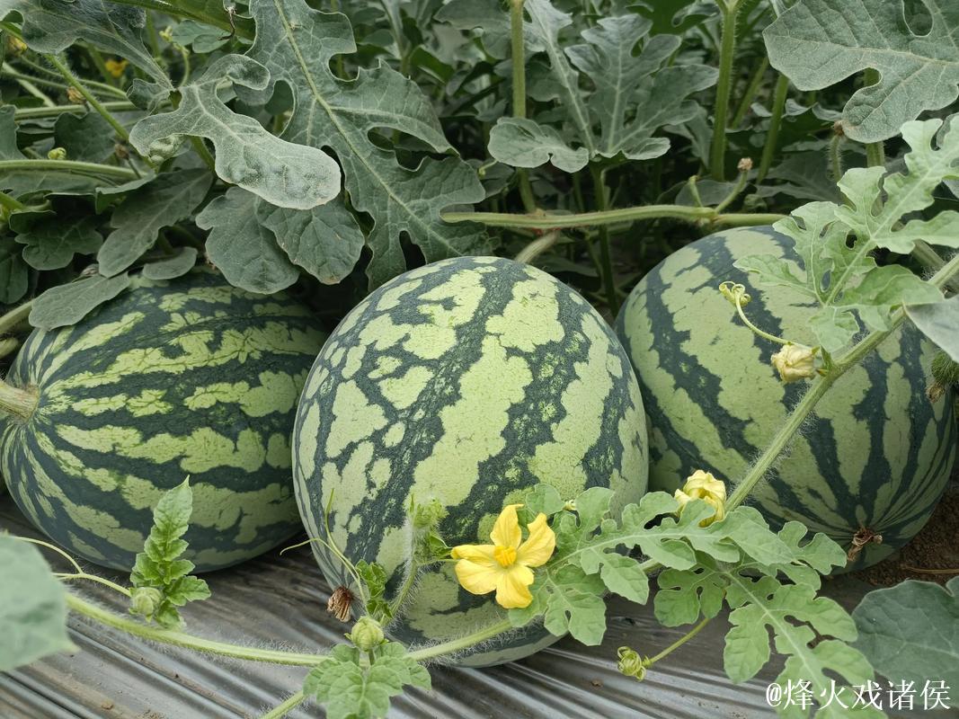 细聊吃瓜网166su:瓜田趣闻新视角 细聊吃瓜网166su:瓜田趣闻新视角