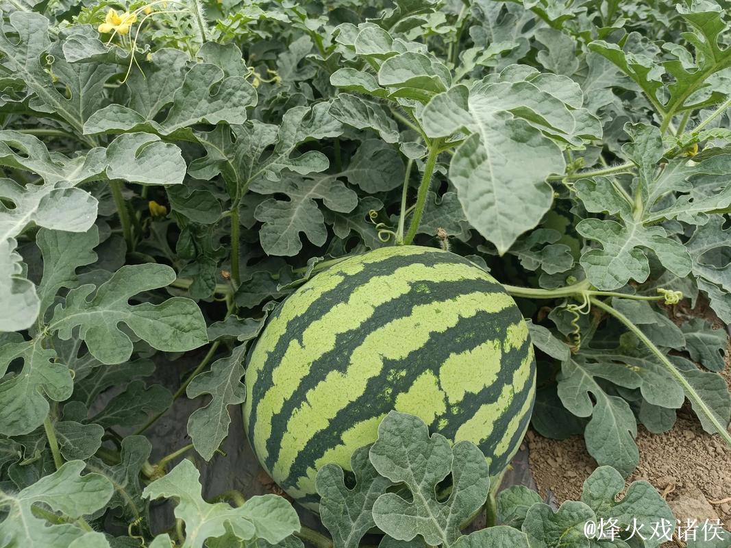 细聊吃瓜网166su:瓜田趣闻新视角 细聊吃瓜网166su:瓜田趣闻新视角